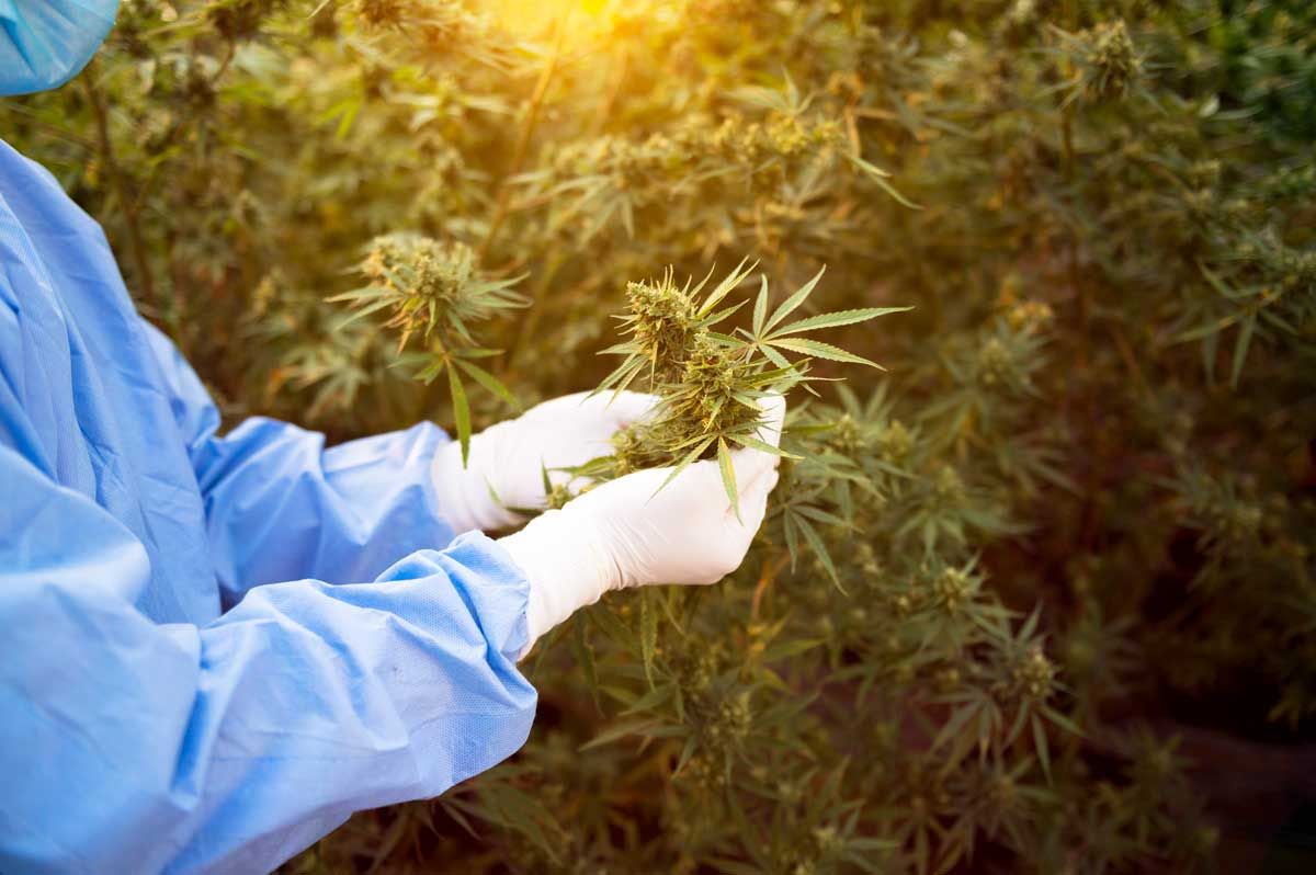 marijuana businesses