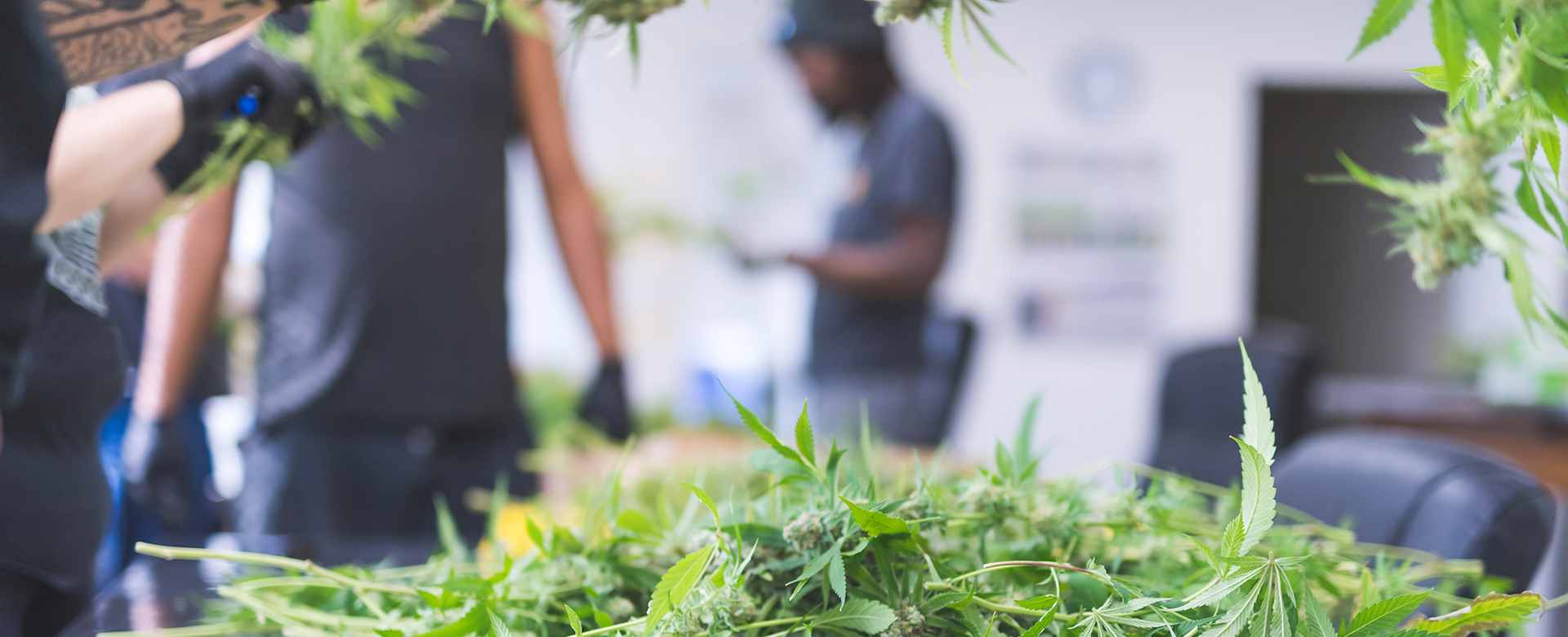 Safety in the cannabis industry