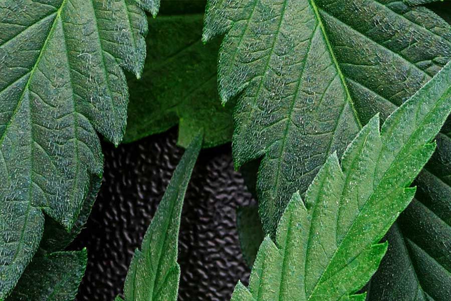 weed humidity protection