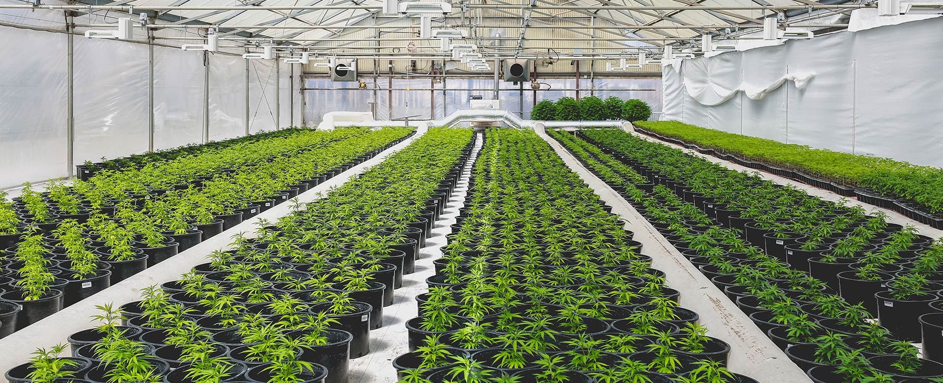Expanding cannabis industries and where we can help