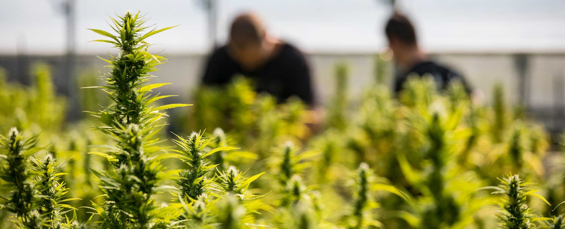 Cannabis companies benefit from a good industrial supply partner